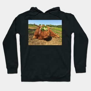 Scottish Highland Cattle Calf 2011 Hoodie